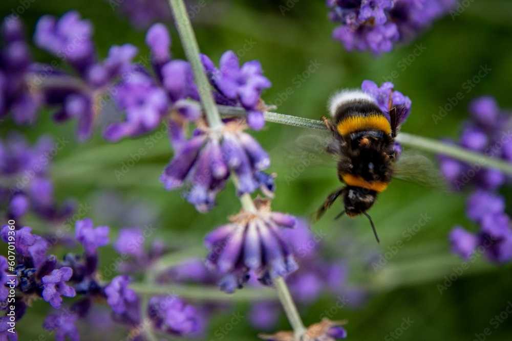 Macro view of a Bumblebee on a Lavander flower in the garden Macro view of a Bumblebee on a Lavander flower in the garden
