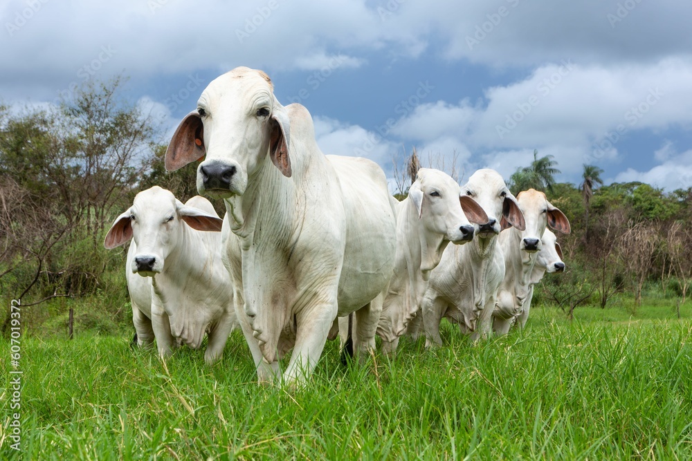 Closeup shot of white sheep grazing in the meadow Closeup shot of white sheep grazing in the meadow