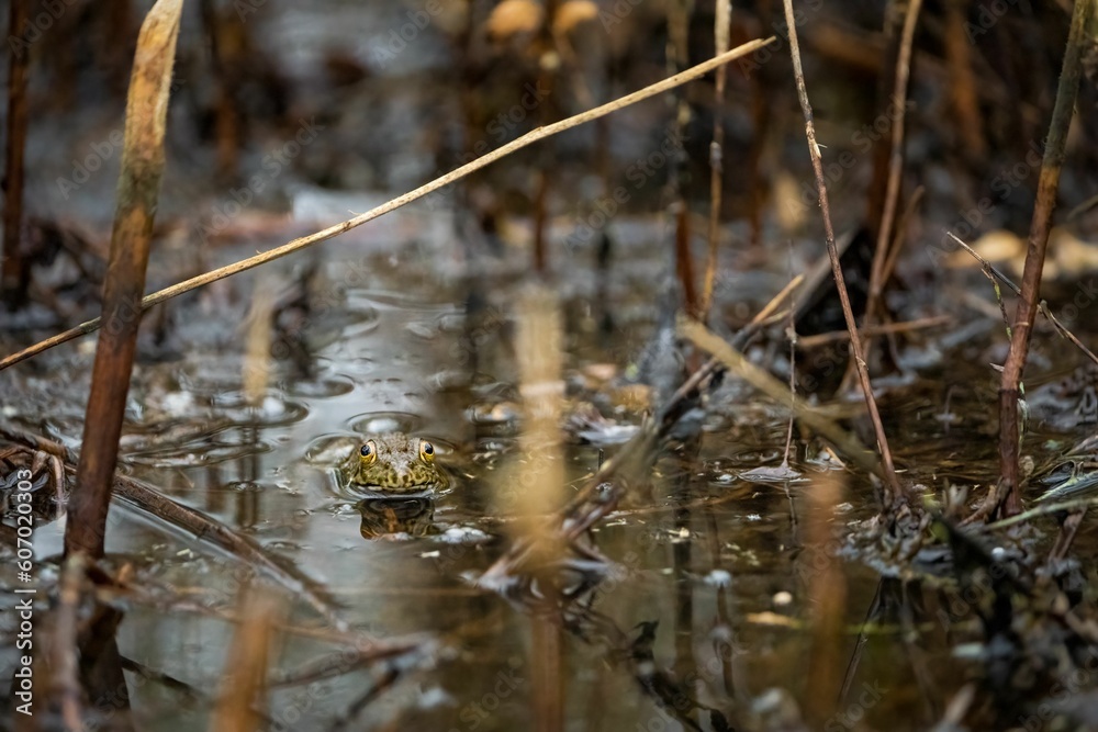 Yellow-legged frog seen amongst a murky swamp area Yellow-legged frog seen amongst a murky swamp area