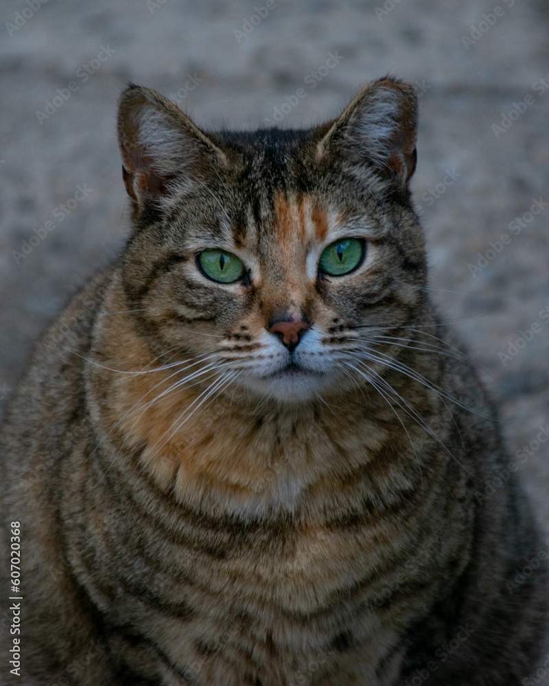 Vertical close-up shot of a stray cat looking at the camera