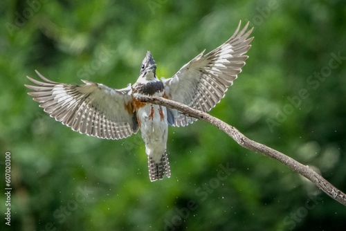 Selective focus shot of a kingfisher flying to the branch