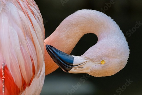 Closeup shot of a bendy Chilean Flamingo in Los Angeles Zoo, California