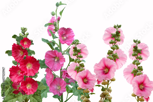 Pink hollyhock flower Alcea rosea isolated on a white background