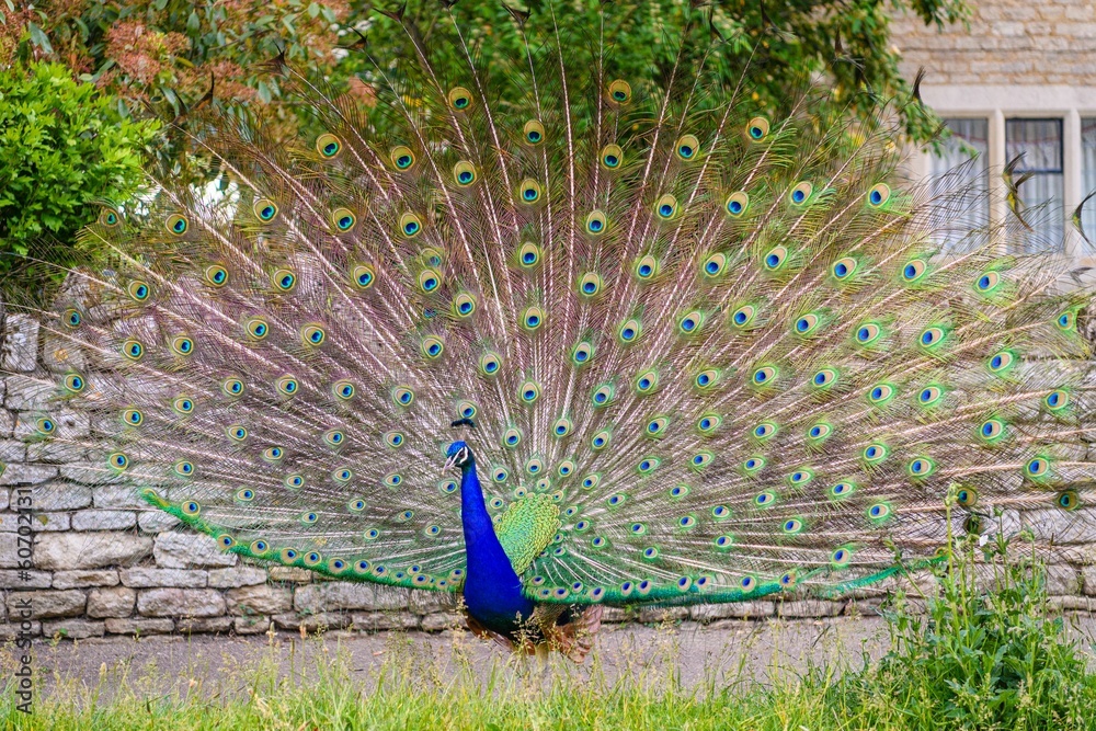 Obraz premium Beautiful peacock (Pavo cristatus) with an open tail against a brick wall