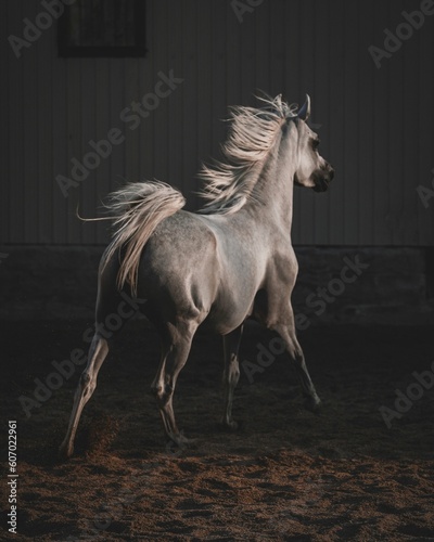 black and white horse © Hamode