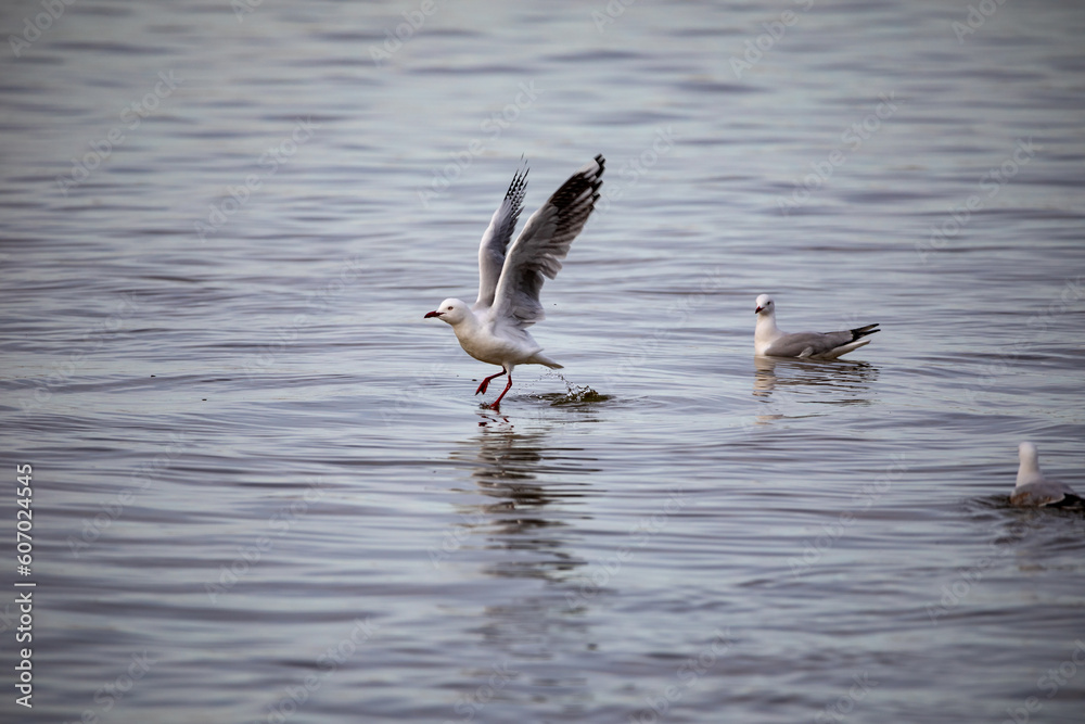 A seagull is taking off from the water