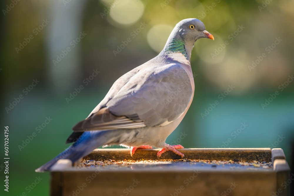 Fototapeta premium Closeup of a pigeon isolated on a blurred background