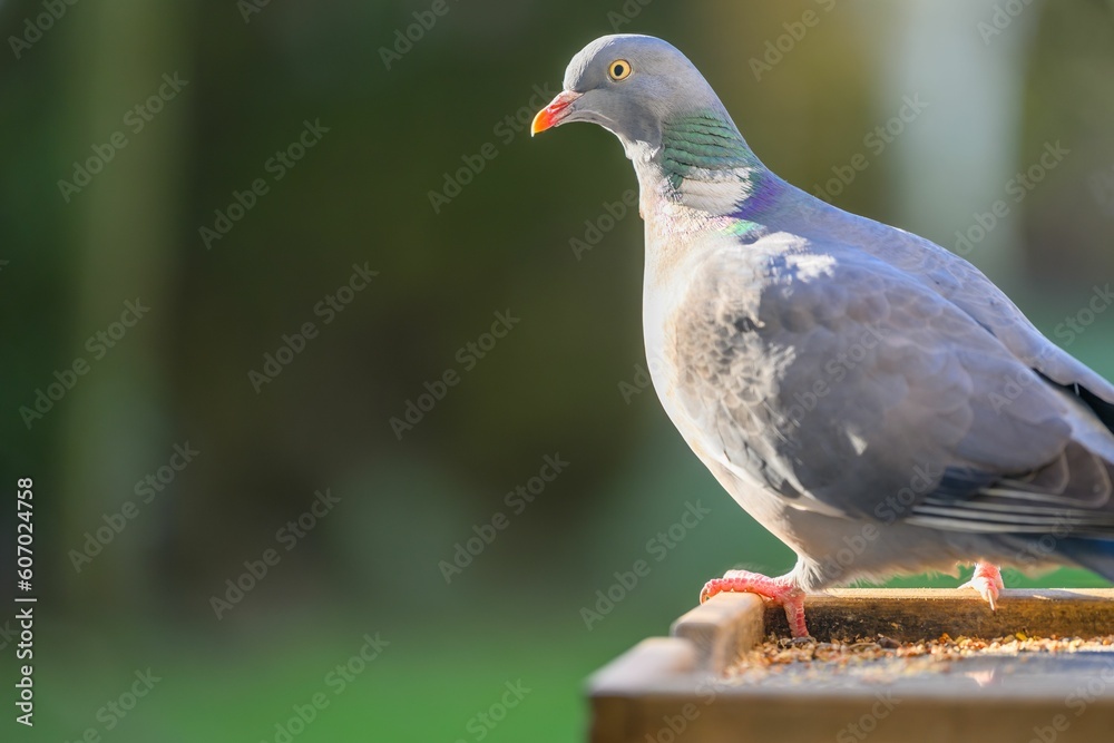 Closeup of a pigeon isolated on a blurred background Closeup of a pigeon isolated on a blurred background
