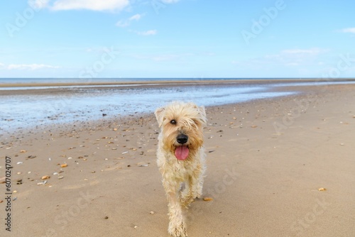 White furry dog walking on the seashore © Lisa Gray/Wirestock Creators