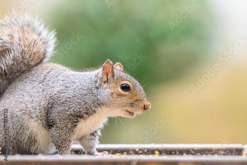 Beautiful closeup of a squirrel with blurred background © Lisa Gray/Wirestock Creators