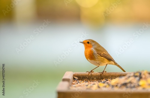 Closeup shot of a Robin sitting on a bird feeder on a blurred background