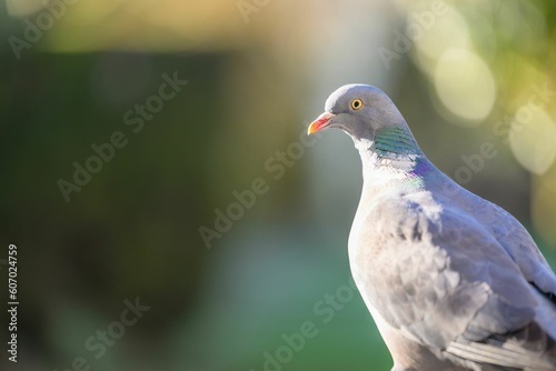 Closeup of a pigeon isolated on a blurred background © Lisa Gray/Wirestock Creators