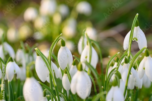 Selective focus of white snowdrops in early spring