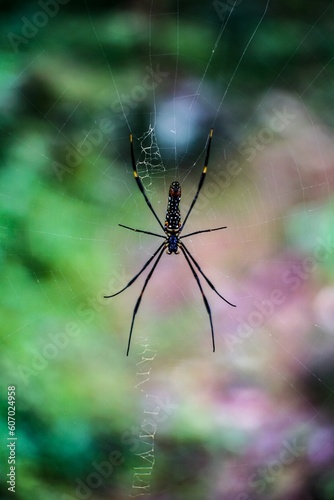 Vertical shot of a Nephila pilipes spider on its web against a blurred background
