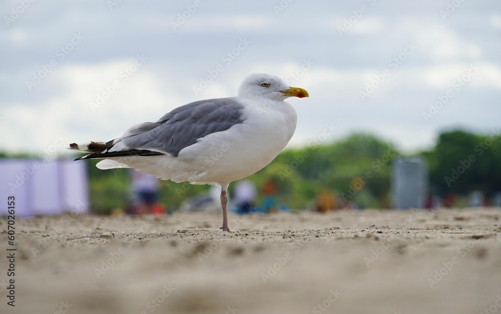 Closeup shot of a gray seagull perched on a sandy beach Closeup shot of a gray seagull perched on a sandy beach