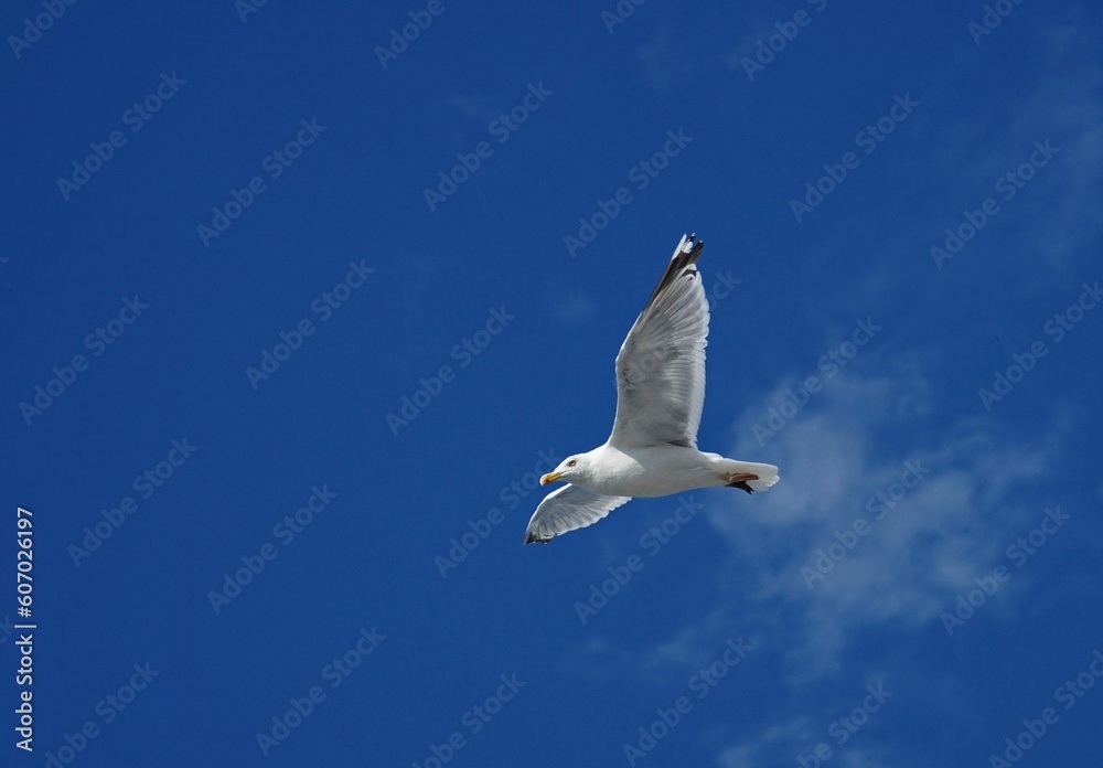 Fototapeta premium Low angle closeup of a beautiful seagull in flight against a bright blue sky
