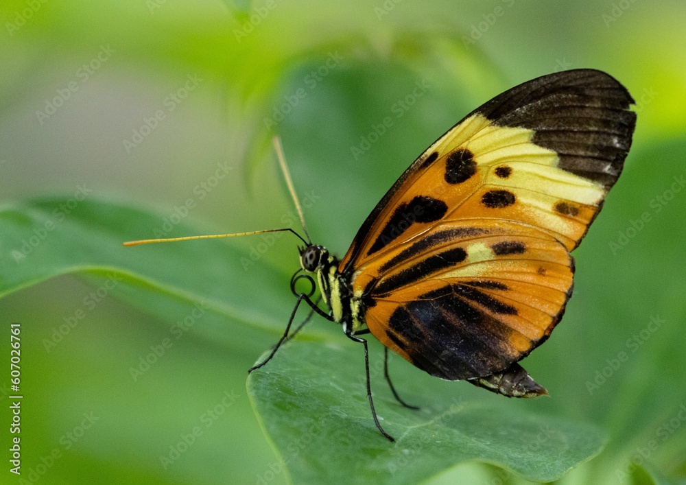 Obraz premium Closeup shot of a mechanitis butterfly on a plant.