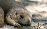 Closeup shot of a cute Black-tailed prairie dog resting on ground on sunny day