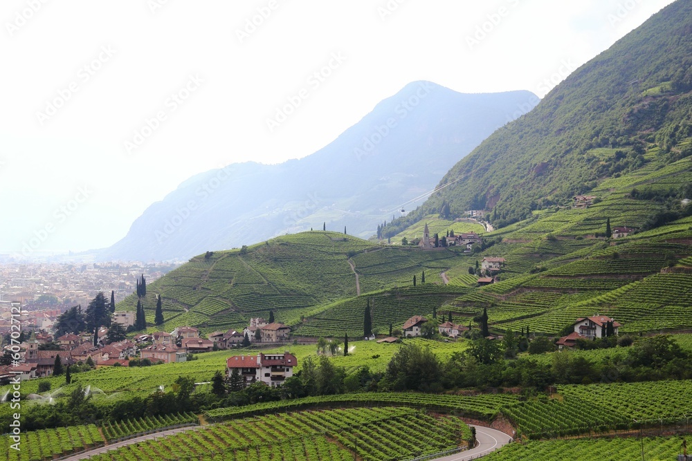 Bird's-eye view of vineyards in Bolzano South Tyrol, Italy