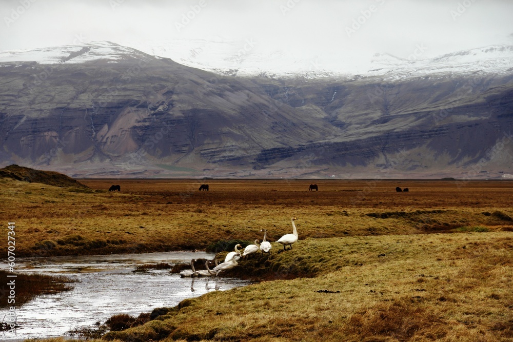 Fototapeta premium Aerial view of snow covered mountain landscape surrounded by field with animals