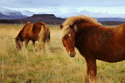 Closeup of Icelandic horses grazing in the meadow. Snaefellsnes, Iceland. photo