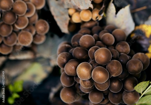Top view of small brown mushrooms growing in a forest on an isolated background