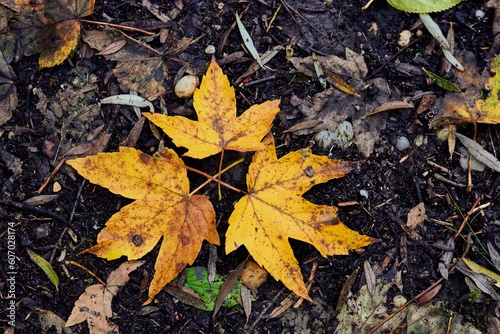 Yellow leaves in autumn in Bavaria