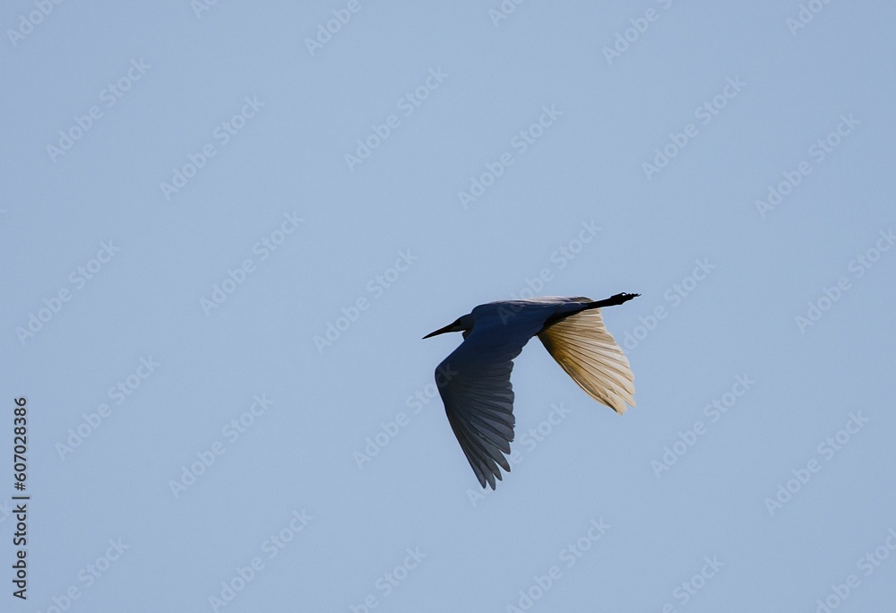 Great egret, flying on a blue sky, with its wings spread, on a sunny day Great egret, flying on a blue sky, with its wings spread, on a sunny day