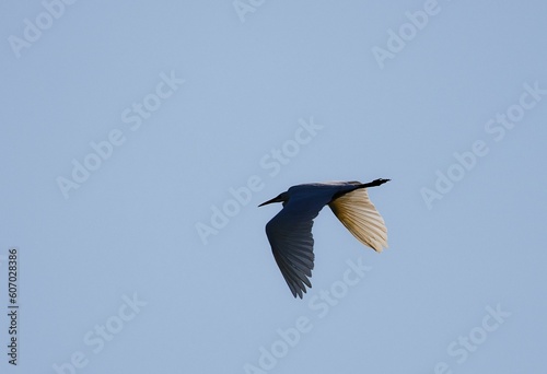 Great egret, flying on a blue sky, with its wings spread, on a sunny day