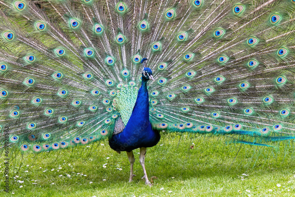 Obraz premium Beautiful peacock. Peafowl showing its tail