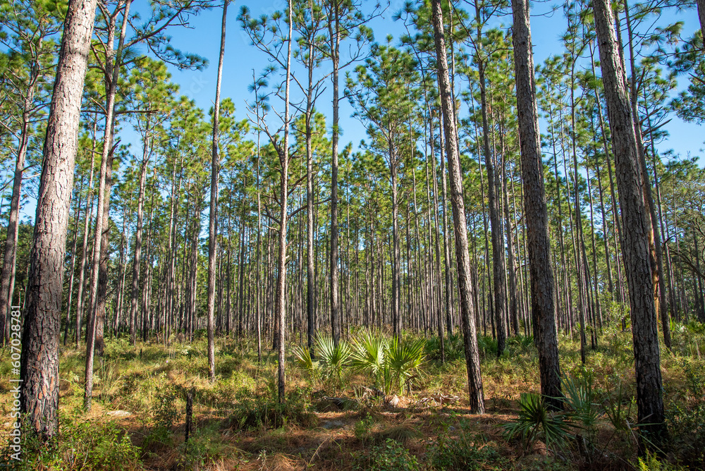 Fototapeta premium A pine forest in Rock Springs Run State Reserve in central Florida.