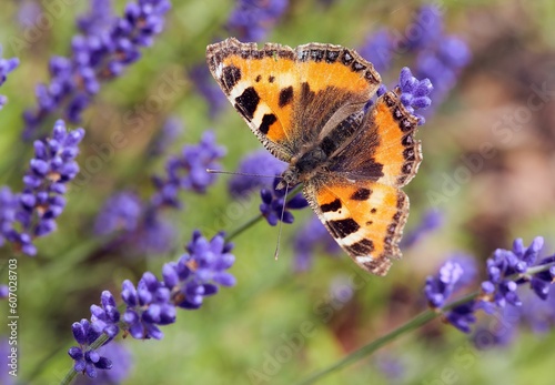 Close-up shot of a butterfly in the garden on the lavender in Bavaria, Germany