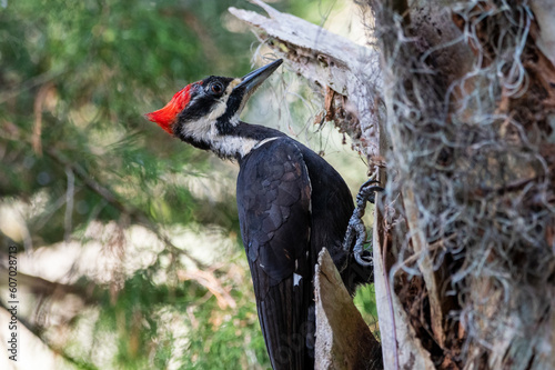Pileated woodpecker on a plam tree in Florida.