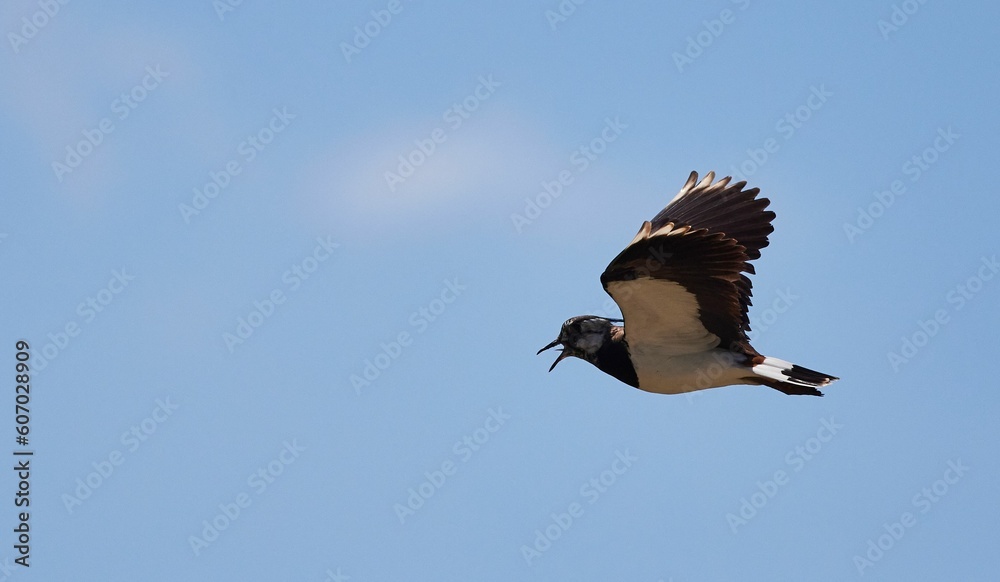 Obraz premium Closeup of a Lapwing (Vanellus vanellus) flying in a blue sky