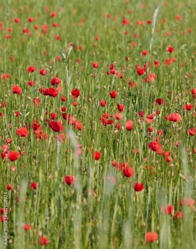 Vertical shot of wild poppy flowers in the meadow near the river of Isar in Moos  Bavaria  Germany