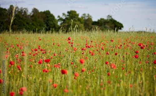 Selective focus of wild poppy flowers in the meadow near the river of Isar in Moos  Bavaria  Germany