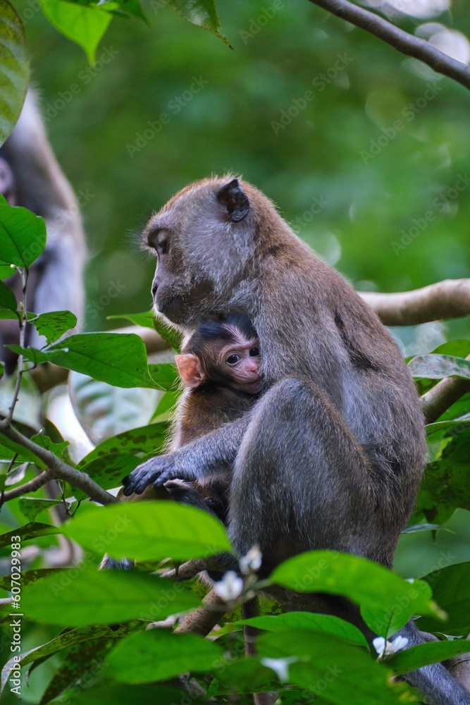 Vertical closeup shot of cute monkey with cub on tree branch in the forest Vertical closeup shot of cute monkey with cub on tree branch in the forest