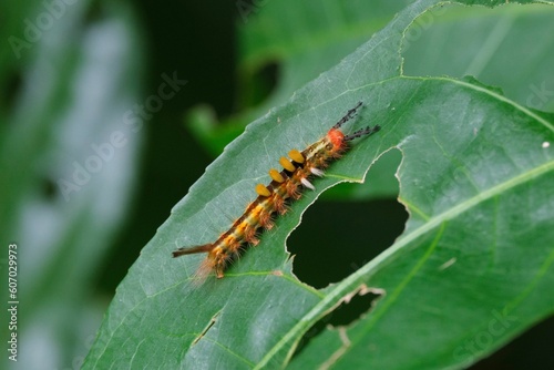 Close-up shot of a Rusty tussock moth eating green leaf of a plant