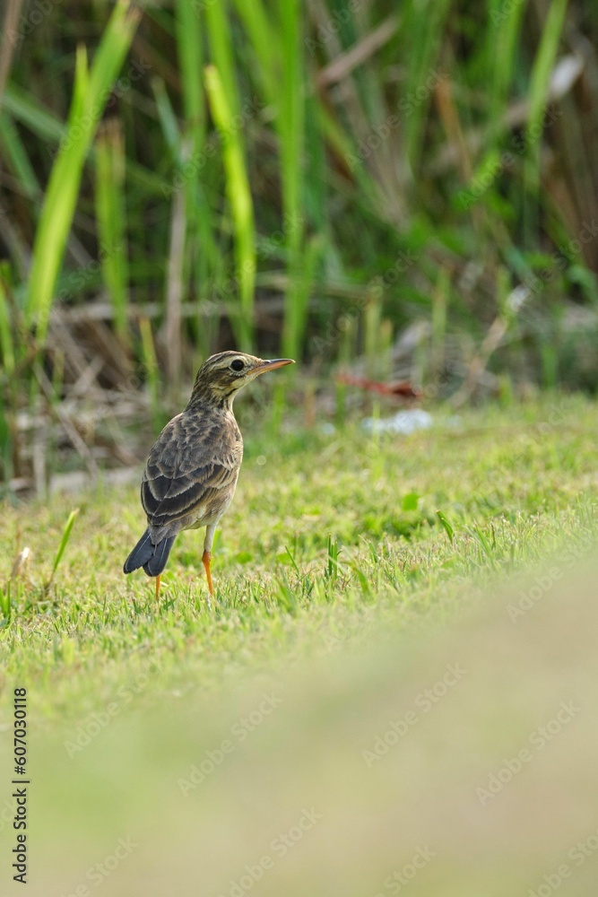 Pipit perching on grassland Pipit perching on grassland