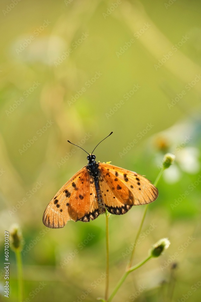 Obraz premium Vertical closeup shot of an orange butterfly standing on a stem of a plant in the green nature
