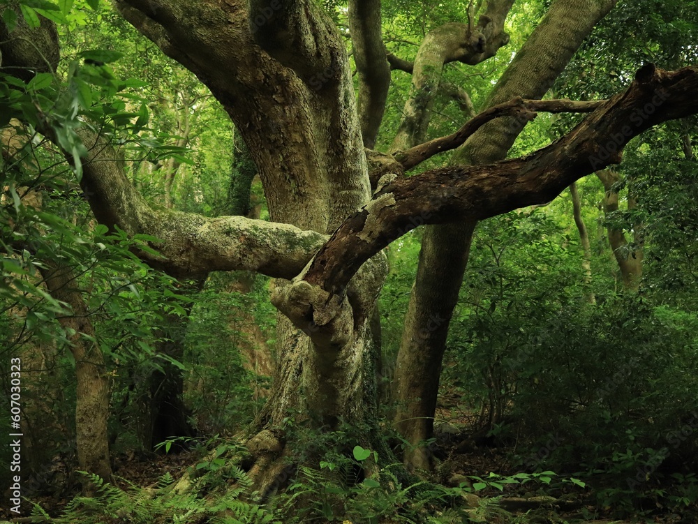 Fototapeta premium Beautiful old tree in the woods with mysterious branches