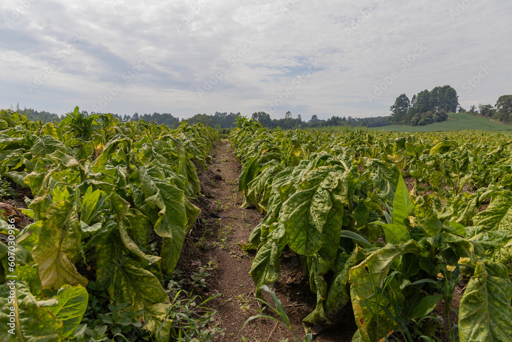 Tobacco plantation, intended for the production of cigarettes, an important source of income for small rural producers in Rio Azul, Parana, Brazil.