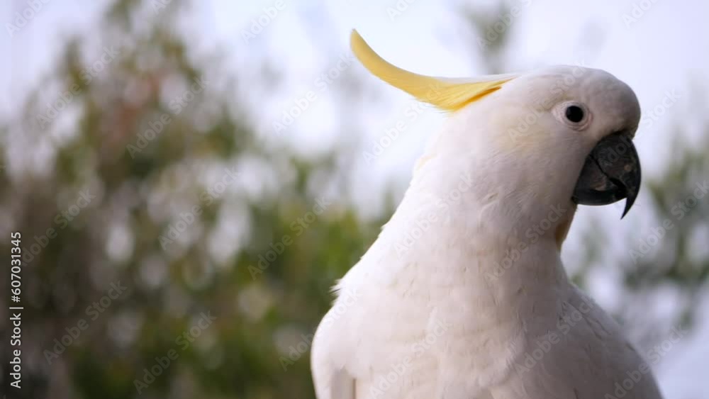 Close-up of a white Australian Cockatoo (Cacatua galerita) looking around Close-up of a white Australian Cockatoo (Cacatua galerita) looking around