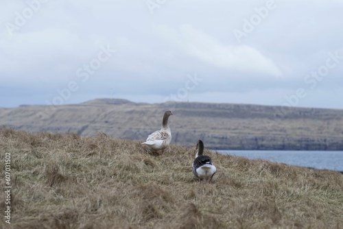 Closeup of geese perched on dried grass under a cloudy sky on a gloomy day in Faroe Islands
