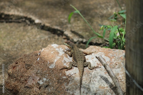 Lizard perching on rock