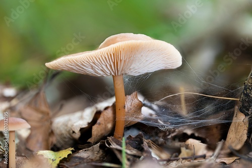 Closeup of a Russet Toughshank mushroom (Gymnopus dryophilus)