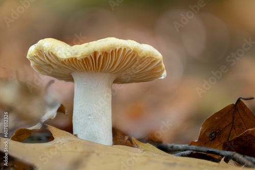Closeup of a russula genus mushroom