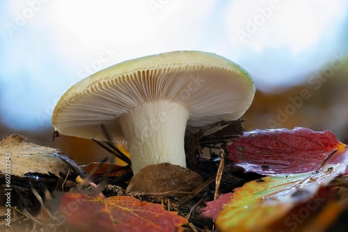 Closeup of a russula genus mushroom