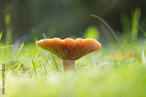 Closeup of a Lactarius deterrimus mushroom in autumn