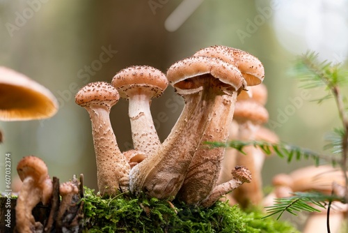 Group of young honey mushrooms (Armillaria ostoya) photo